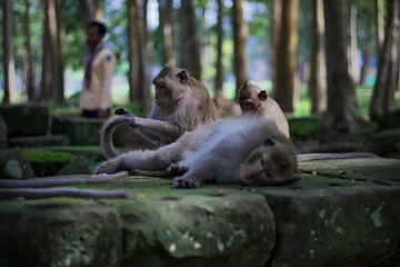 Obraz premium Monkey forest 