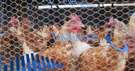 Clucking brown hens clustering behind hexagonal wire mesh at farm coop, with digital chart overlays
