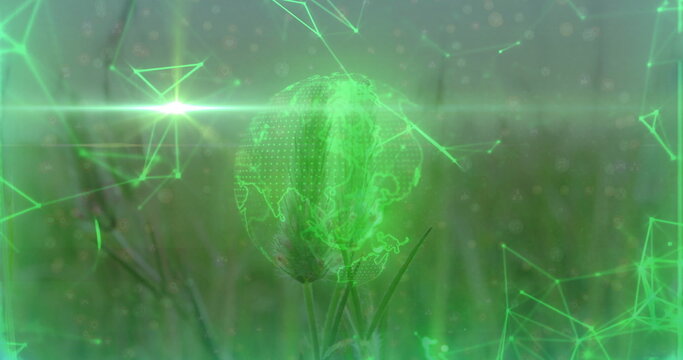 Naklejki Floating holographic Earth globe above grassy field, with neon network lines and triangular nodes