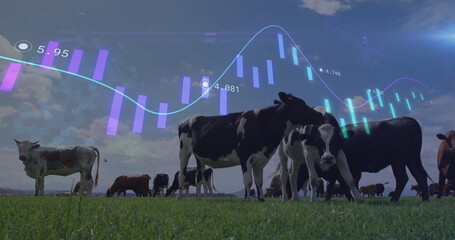 Grazing herd of Holstein and brown cattle feeding on green pasture, with digital financial overlays