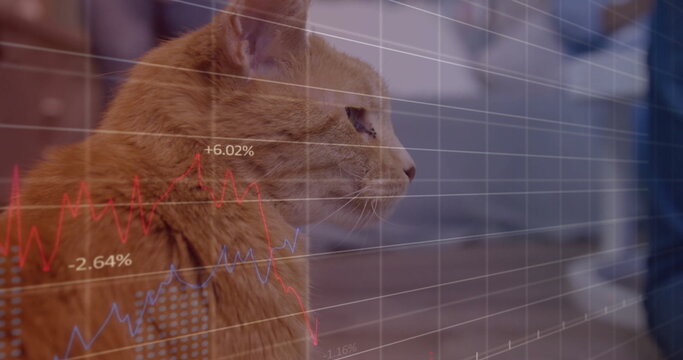 Sitting ginger cat facing right on wooden floor, with translucent stock market graphs, copy space - Powered by Adobe
