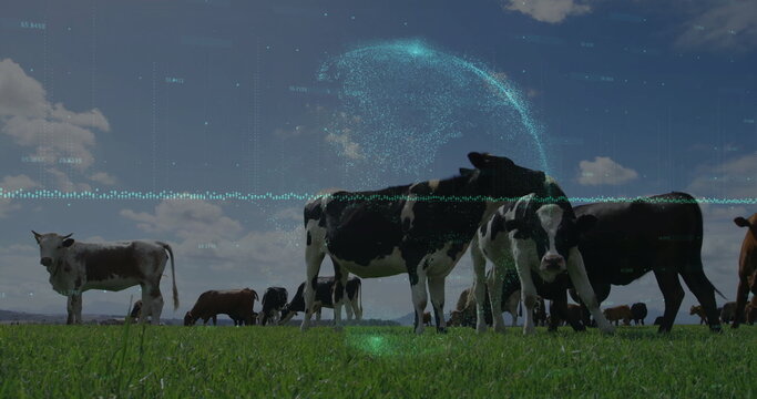 Grazing Holstein cows on green pasture, with holographic globe and turquoise waveform overlays
