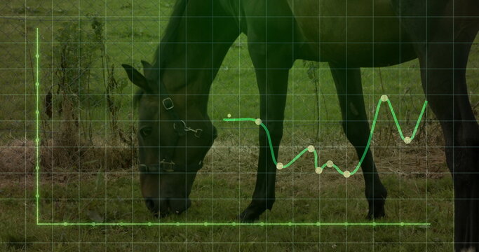 Grazing horse wearing leather halter over pasture, with translucent grid showing green line chart