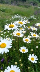 Fototapeta premium A field of white daisies