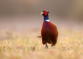 Ringneck Pheasant (Phasianus colchicus) male close up