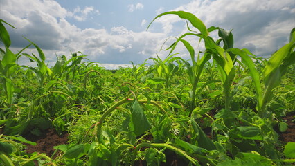 A Beautiful and Vibrant Green Cornfield Stretching Out Under a Cloudy Sky Most Days