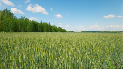 A Vibrant Green Wheat Field Sprawls Beneath a Clear and Beautiful Blue Sky Above