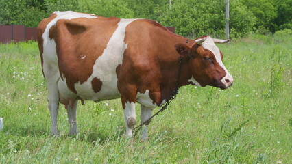 A Curious Cow Grazing Peacefully in a Beautiful, Lush Green Pasture Under a Bright Sunny Sky