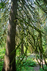 Tree branch with moss in Hoh rainforest. Hoh Rainforest. Moss covered tree branch in Hoh Rain Forest. Wild rainforest escape