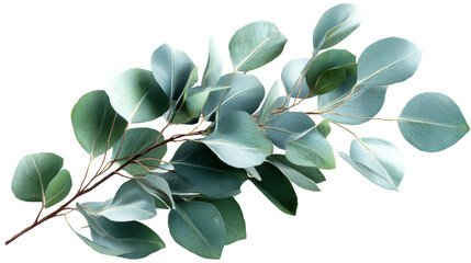 Eucalyptus branch with textured oval leaves against a white background, cut out transparent