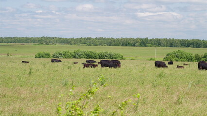 A Serene Pasture with Grazing Cattle Spread Out Under Clear and Bright Blue Skies Above