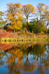 City park with water reflection lake. Autumn landscape nature. Park pond. Park in autumn with colorful fall trees. Autumn nature. Fall nature landscape. Lake in park with autumn tree