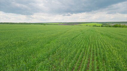 Fototapeta premium A beautiful, lush green agricultural field spreads out gracefully under a cloudy sky above