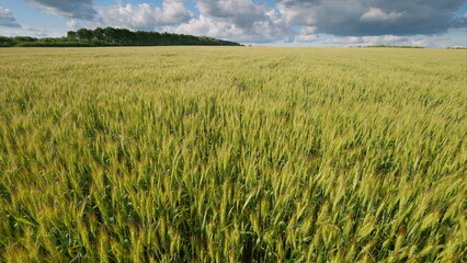 A Vast and Lush Wheat Field Stretching Under a Clear Blue Sky with Beautiful Clouds