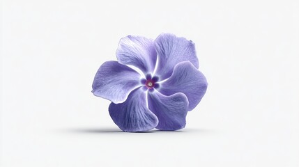 Obraz premium Solitary blue periwinkle flower with five petals on a white background