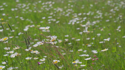 A beautiful spring flower field, vibrant with blooms, showcases breathtaking scenery