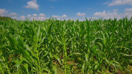 A Stunningly Lush Cornfield Set Beneath a Bright and Clear Blue Sky on a Gorgeous Day