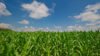 Obraz premium A lush cornfield stretches under a bright blue sky with fluffy clouds, creating a picture