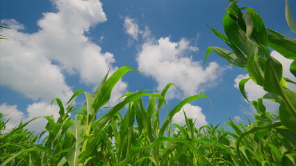 A Beautiful Lush Cornfield Thriving Vibrantly Under a Bright and Clear Blue Sky Above It