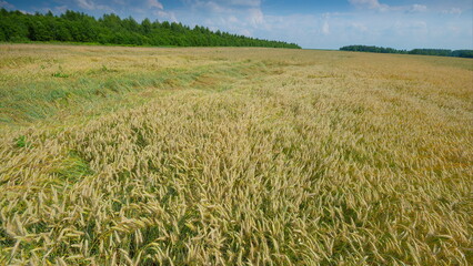 An Expansive Wheat Field Spreading Under a Clear and Bright Blue Sky, Majestic View