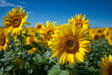A field of sunflowers in full bloom.
