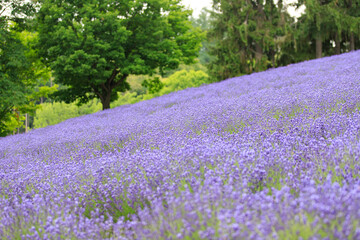 Obraz premium Colorful Lavender and Flower Fields in Furano, Hokkaido, Japan