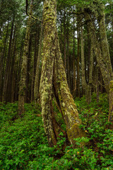 Bsoque lluvioso en Canada