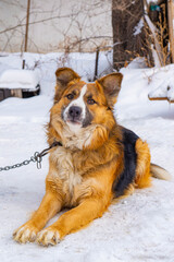 Black and Red Dog Lying in the Snow. High quality photo