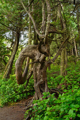 Arbol en bosque humedo