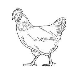 Hand drawn Hen line art drawing vectorillustration isolated on white background. Realistic chicken outline illustration