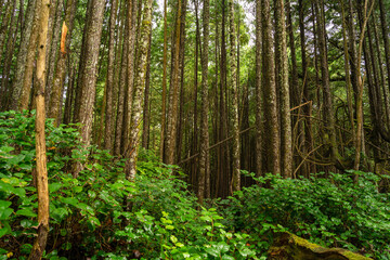 Bosque humedo en Canada
