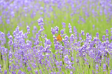 Obraz premium An orange butterfly resting on a lavender flower field in Furano, Hokkaido, Japan
