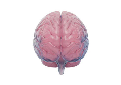 Isolated human brain model, detailed anatomical organ for medical science study tool