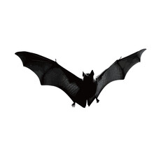Fototapeta premium A bat gracefully soars through the air with its wings fully extended. The striking silhouette highlights its unique features. This moment captures the elegance of nocturnal wildlife.