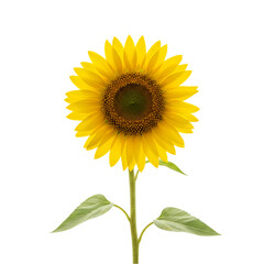 Obraz premium Vibrant Sunflower: Close-Up Photography of a Single Yellow Sunflower on White Background
