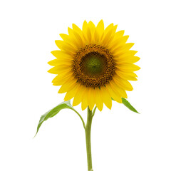 Fototapeta premium Vibrant Sunflower: A Close-Up of a Single Sunflower on White Background