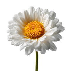 Naklejka premium Daisy flower blooming in nature bright colors isolated on transparent background