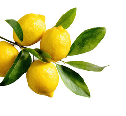 Lemon harvesting action orchard food natural light isolated on transparent background