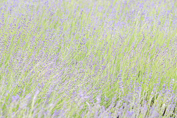 A Sea of Lavender in Furano, Hokkaido, Japan