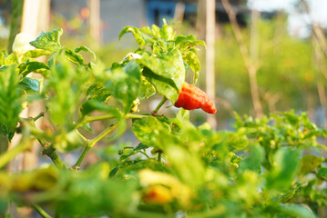 Vibrant Red Chili Pepper Growing on Lush Green Plant in Garden