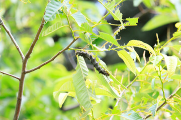 Large Caterpillar Munching on Leaves