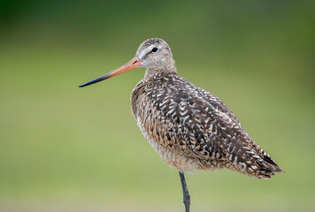 Marbled Godwit against a grassy field