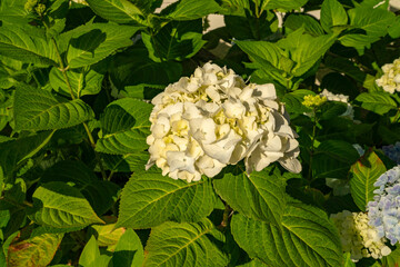 Flores de hortensia amarilla (Hydrangea)