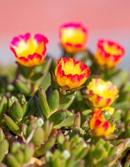 Obraz premium Close-up of vibrant yellow flowers with red edges, nestled amongst succulent-like green foliage