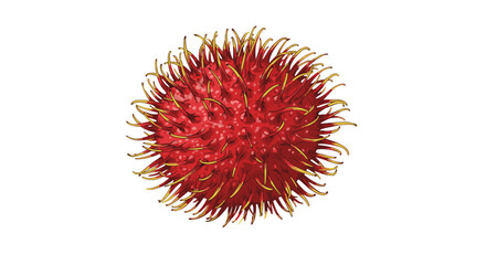Vibrant Fresh Rambutan Fruit Exotic Tropical Delicious Healthy Food Isolated on Transparent Background for Healthy Lifestyle