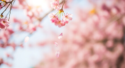 Obraz premium Delicate Cherry Blossom Branch with Falling Petals, Soft Focus, Springtime Beauty.