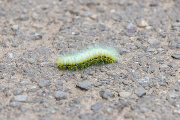 Fluffy Green Caterpillar on a Pavement