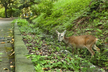 roe deer