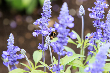 Honeybee on Blooming Lavender Flowers in Summer Garden, Hokkaido, Japan