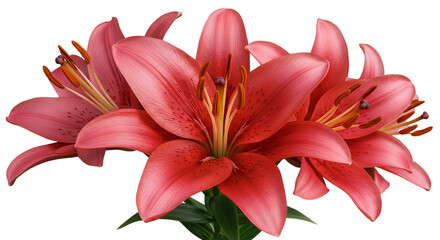 Fototapeta premium A Beautiful Pink Lily Flowers Blooming Against Clean White Background